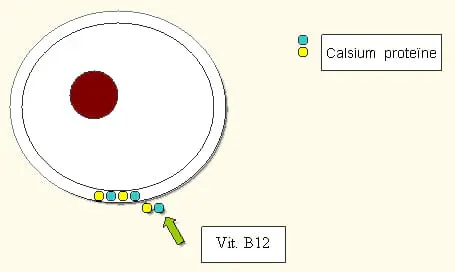fertilizzante nitrato di calcio